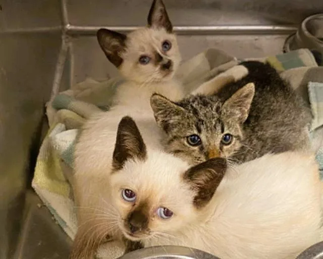 A baby small-sized male Domestic Short Hair cat named Tony for adoption in Tustin, CA