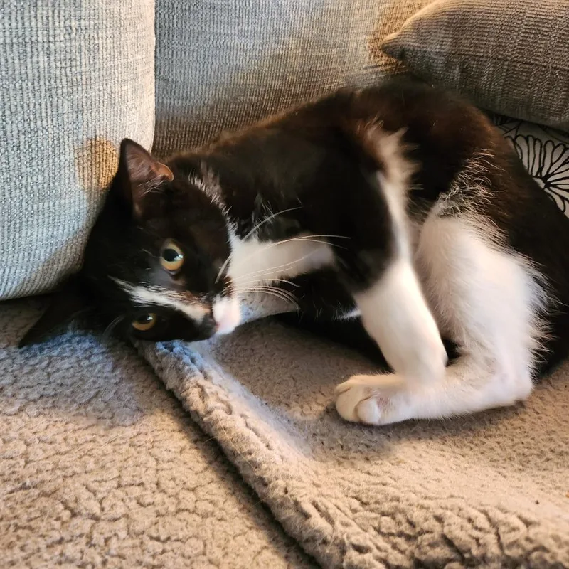 A baby small-sized female Black Domestic Short Hair cat named Remi for adoption in Los Angeles, CA