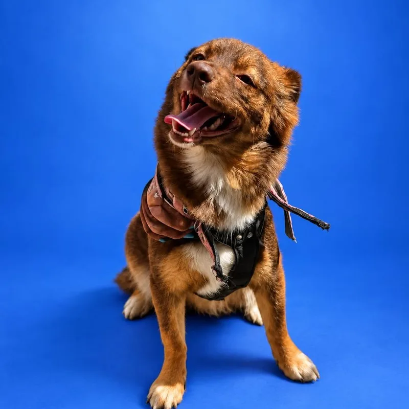A young small-sized female Brown / Chocolate Cardigan Welsh Corgi dog named Sury for adoption in San Diego, CA