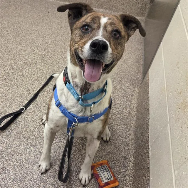 An adult large-sized male Pit Bull Terrier dog named Parker for adoption in Centerville, MA