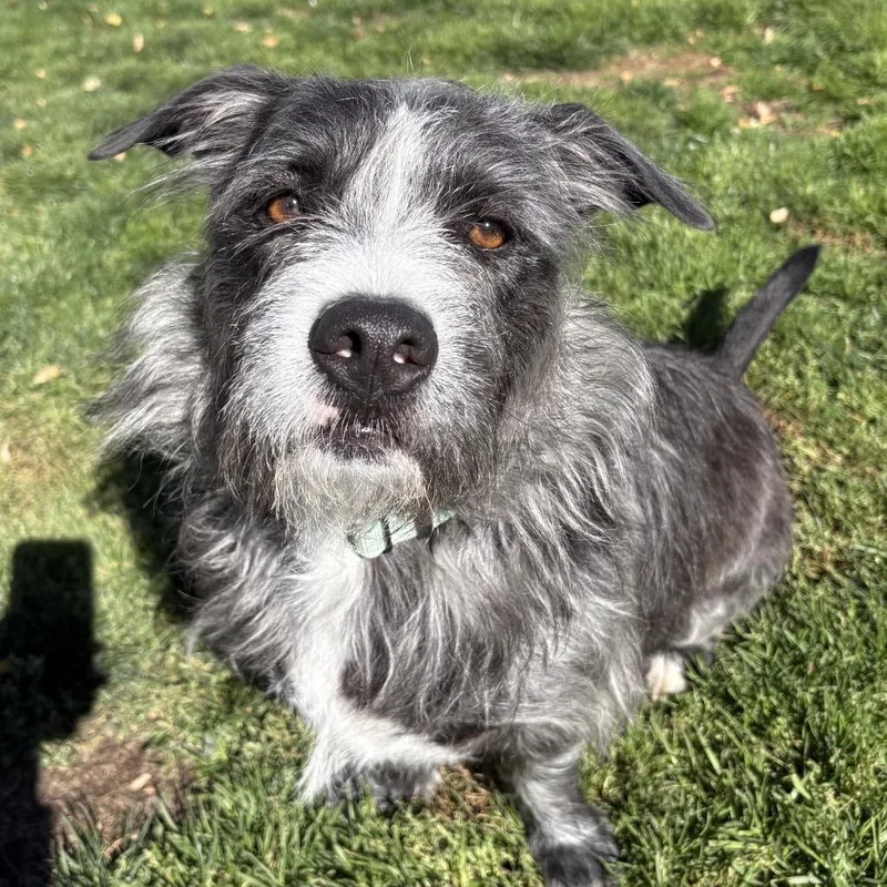 An adult medium-sized male Gray / Blue / Silver Mixed Breed dog named Robby for adoption in Medford, OR