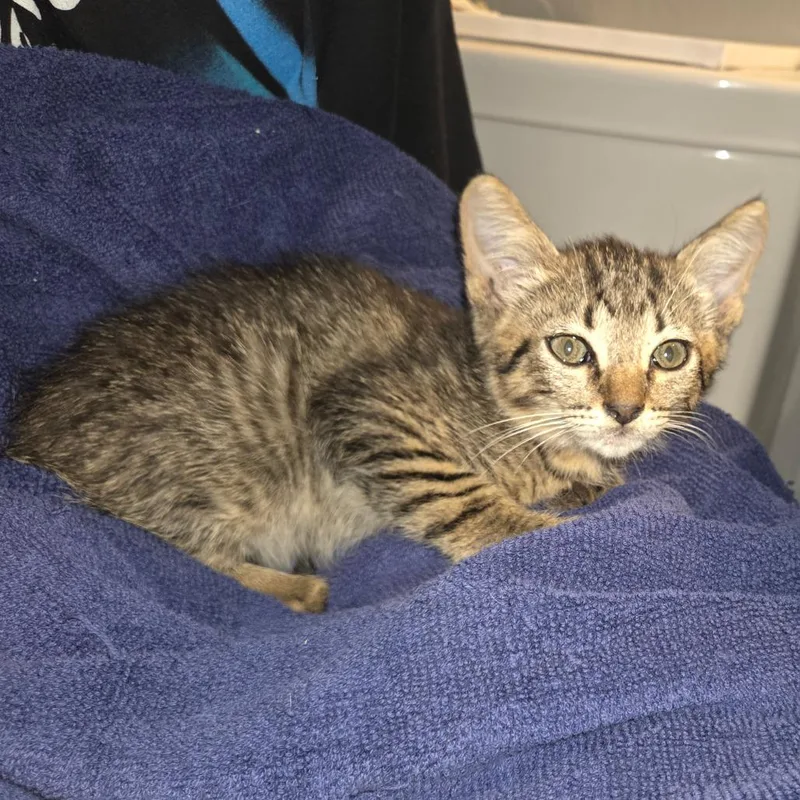 A baby small-sized male Brown / Chocolate Domestic Short Hair cat named Dash for adoption in Houston, TX