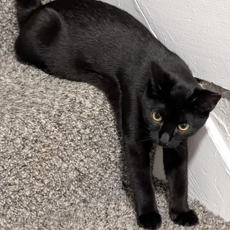 A baby small-sized female Black Domestic Short Hair cat named The Worm for adoption in PITTSBURGH, PA