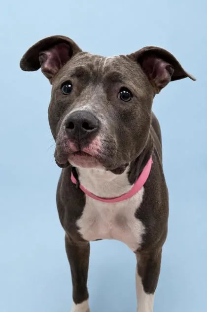 An adult medium-sized female Pit Bull Terrier dog named Bluey for adoption in Gulfport, MS