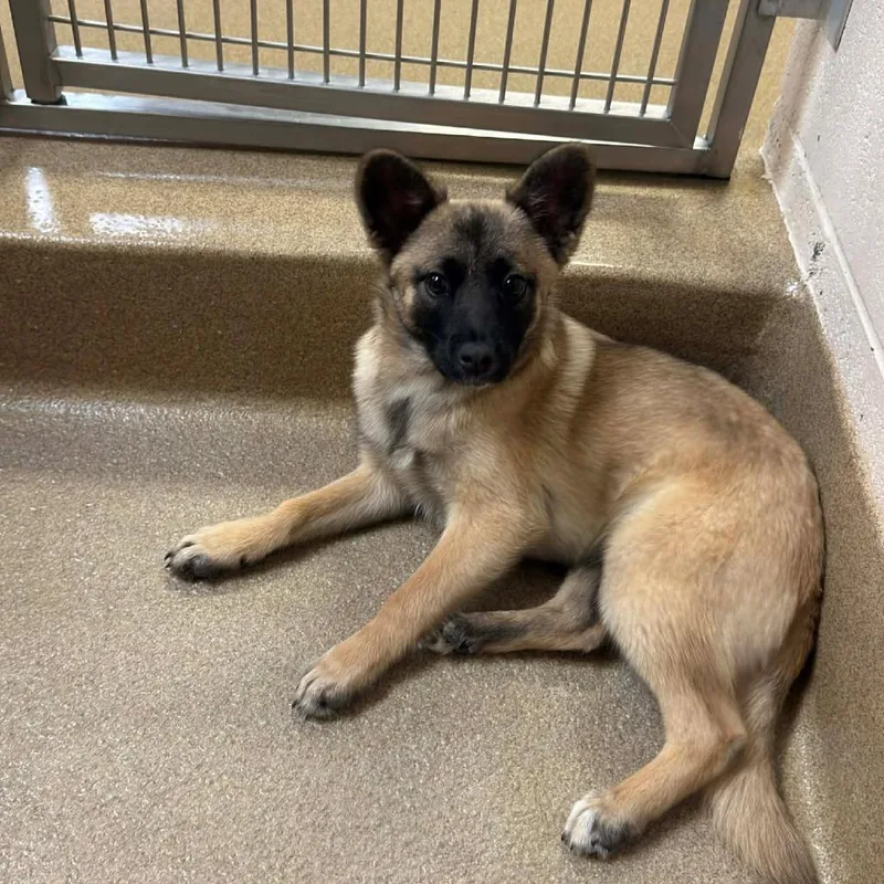 A baby small-sized female Brown / Chocolate Terrier dog named Dara for adoption in Pacifica, CA