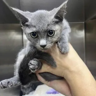 A baby medium-sized female Gray / Blue / Silver Domestic Short Hair cat named Rose for adoption in Phoenixville, PA