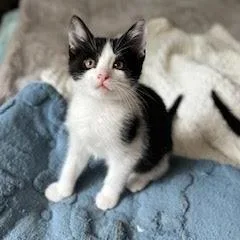 A baby small-sized male Black Domestic Short Hair cat named Weenus for adoption in South Elgin, IL