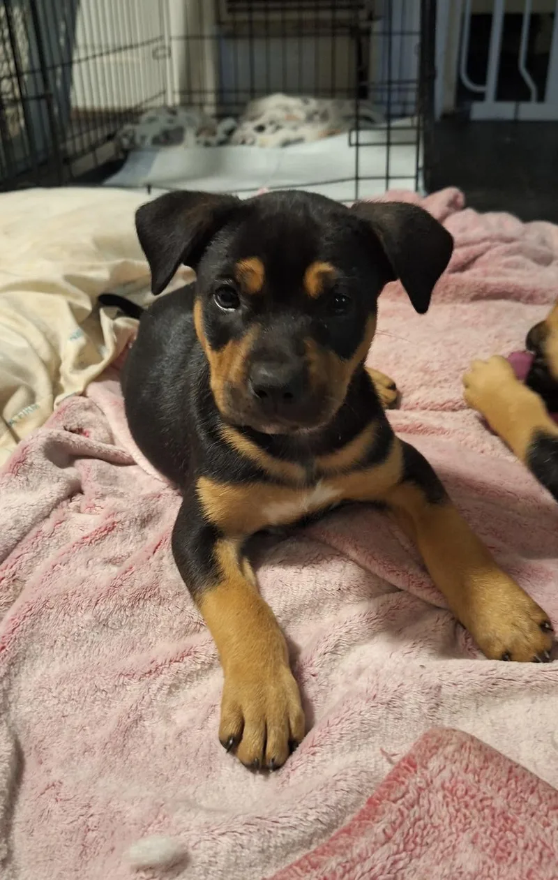 A baby medium-sized female Bicolor German Shepherd Dog dog named Mags for adoption in Mobile, AL