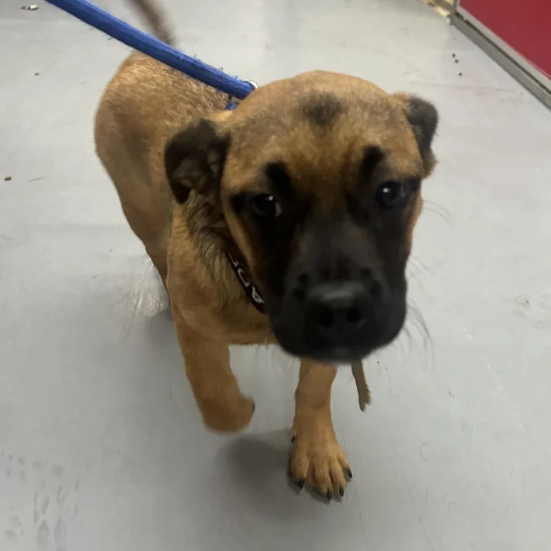 A young small-sized female Yellow / Tan / Blond / Fawn Pug dog named Nellie for adoption in Point Richmond, CA