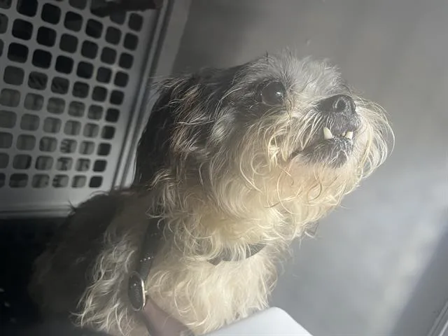 Bandit