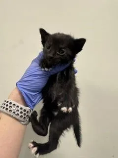A baby small-sized male Domestic Short Hair cat named Sprout for adoption in Miami, FL