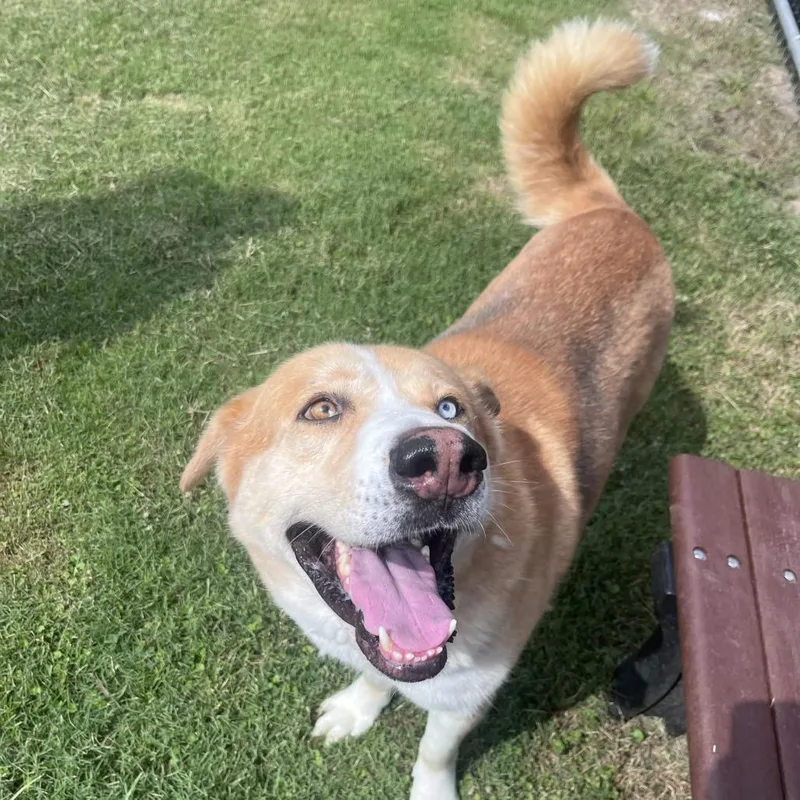 An adult large-sized male Yellow / Tan / Blond / Fawn Labrador Retriever dog named Curly for adoption in Beaumont, TX