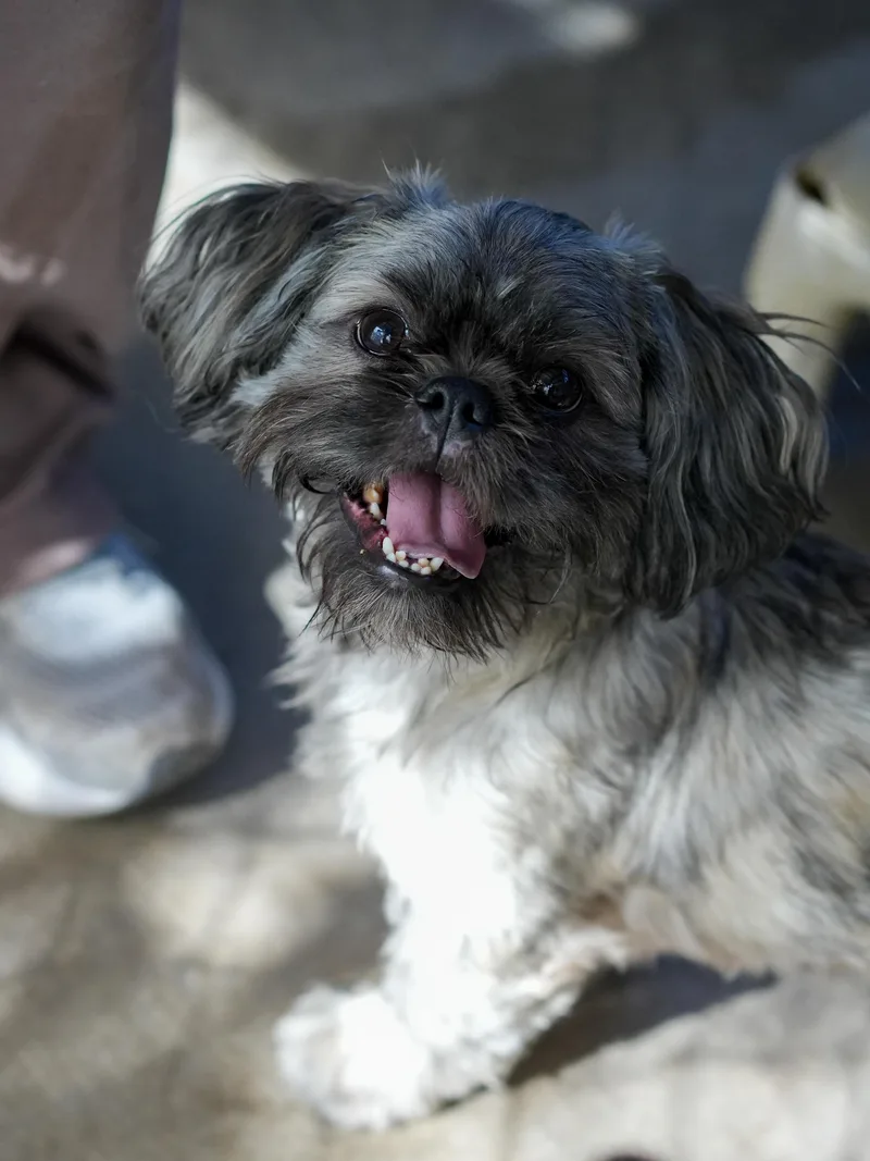 An adult small-sized male Gray / Blue / Silver Shih Tzu dog named Gunner for adoption in Fresno, CA