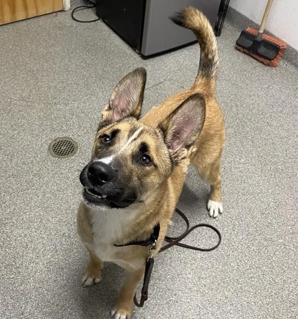 A young large-sized male Shepherd dog named Ollie for adoption in Escondido, CA
