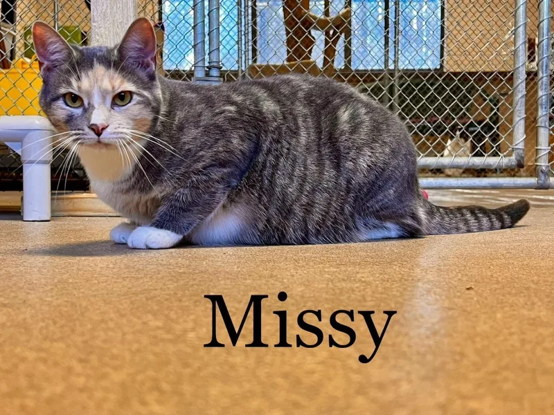 Missy thumbnail 2