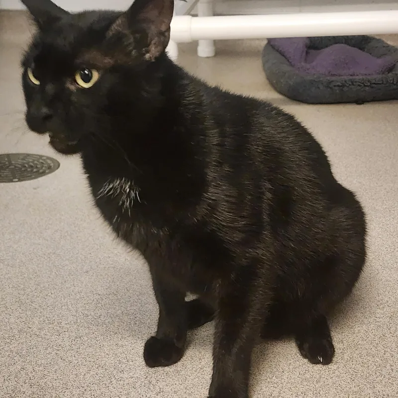 A young medium-sized male Black Domestic Short Hair cat named Zythes for adoption in Slidell, LA