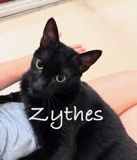 Zythes thumbnail 3