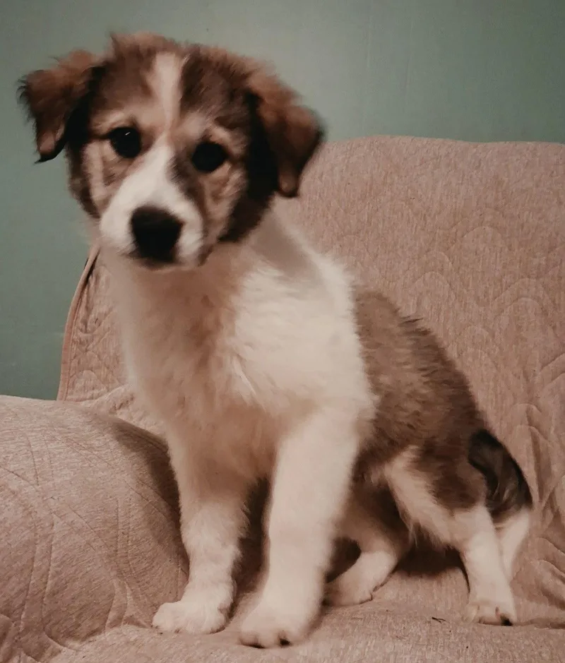 A young large-sized male Great Pyrenees dog named Puppy Rumi for adoption in Franklin, TN