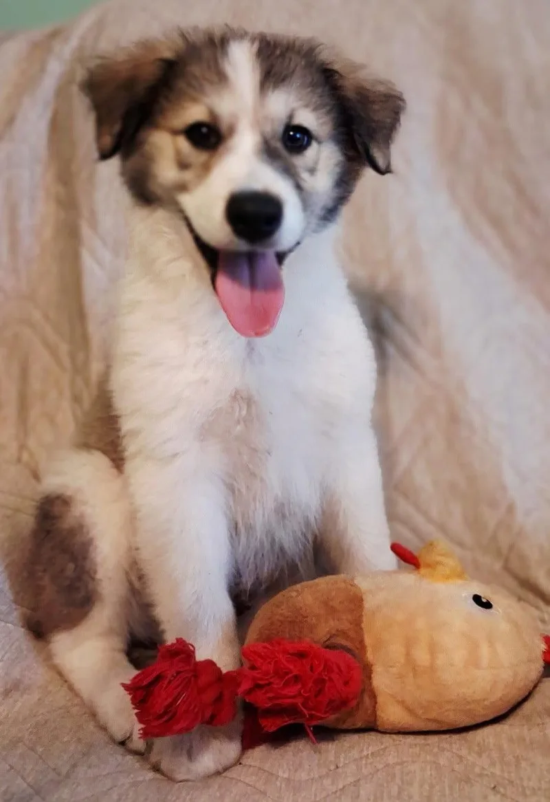 Puppy Rumi thumbnail 3