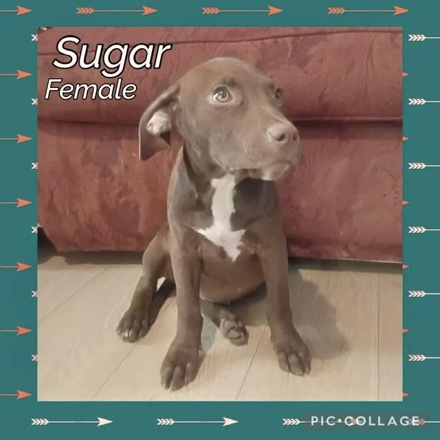 A baby medium-sized female Labrador Retriever dog named Sugar for adoption in Manchester, CT