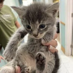 A baby small-sized male Brown / Chocolate Domestic Short Hair cat named Adam for adoption in Marble, NC