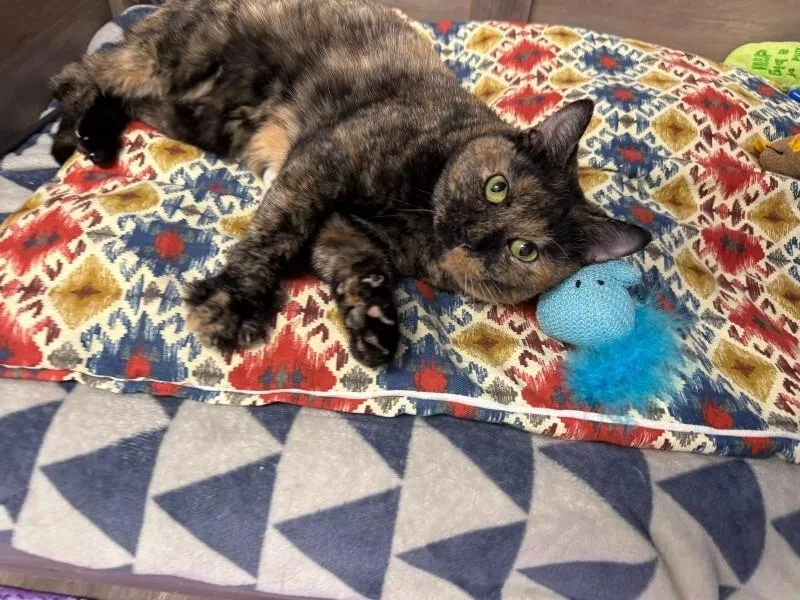 Bonita