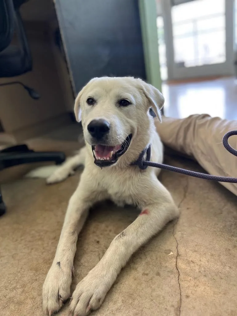 A baby large-sized male Great Pyrenees dog named Briar for adoption in New Braunfels, TX