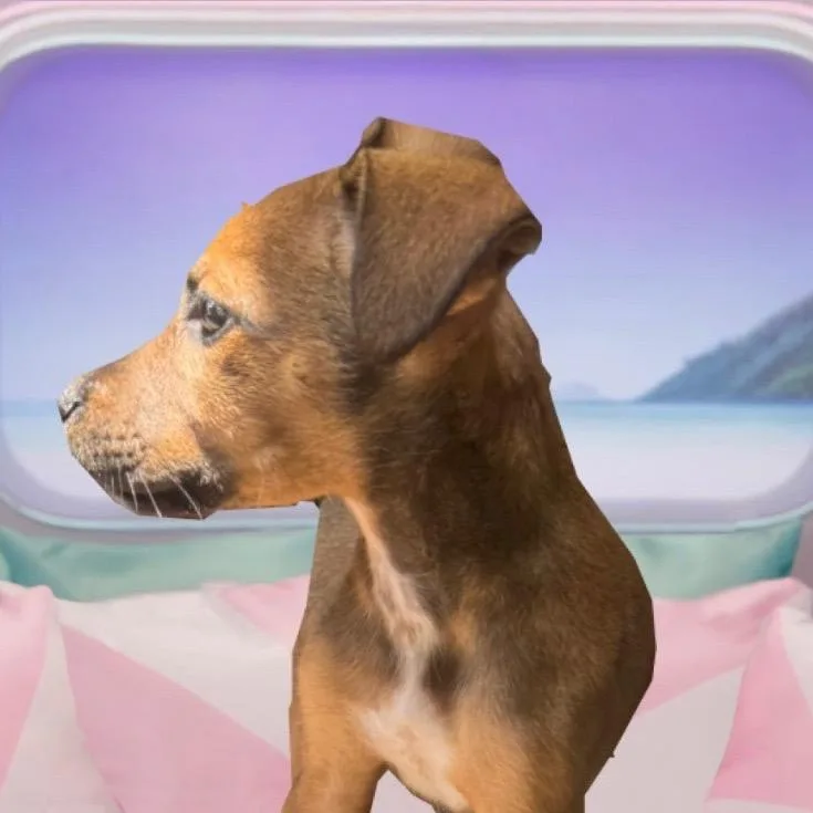 A baby medium-sized female Yellow / Tan / Blond / Fawn Mixed Breed dog named Aniya for adoption in Brownsboro, AL