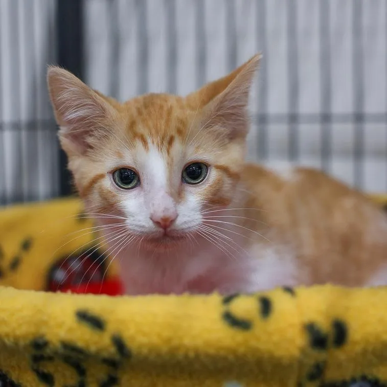 A baby small-sized male Orange / Red Domestic Short Hair cat named Heathcliff for adoption in Bradenton, FL