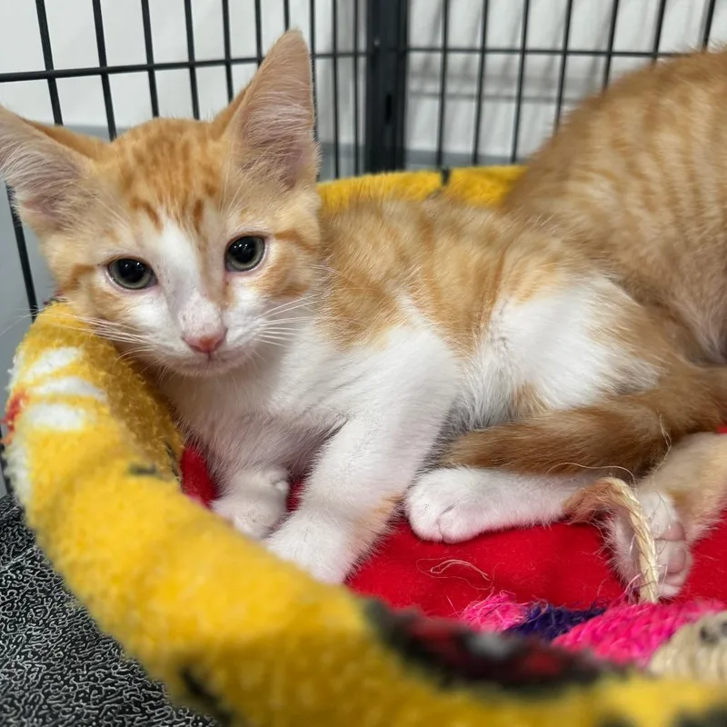 Heathcliff thumbnail 2