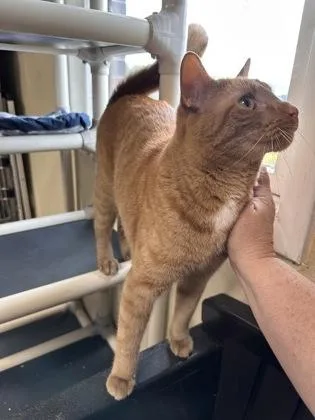 An adult medium-sized male Domestic Short Hair cat named Ginger Boy for adoption in Bridgewater, NJ