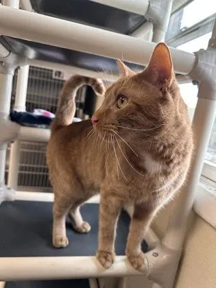 Ginger Boy thumbnail 2