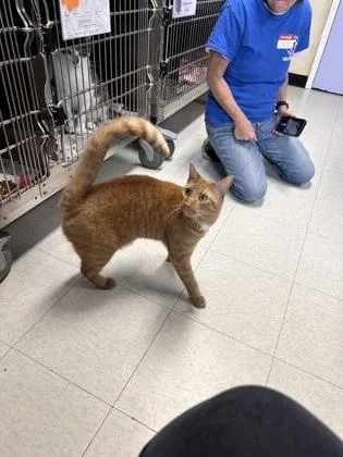 Ginger Boy thumbnail 3
