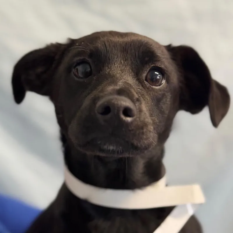A young small-sized male Black Chihuahua dog named Einstein for adoption in Santa Barbara, CA