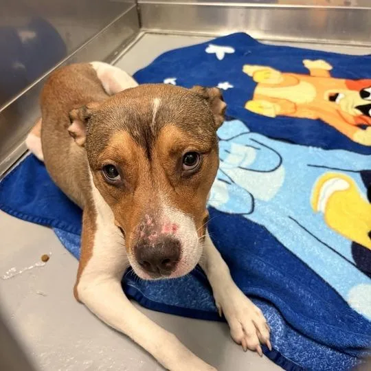 An adult medium-sized female Brown / Chocolate Mixed Breed dog named BooBoo for adoption in Davenport, IA