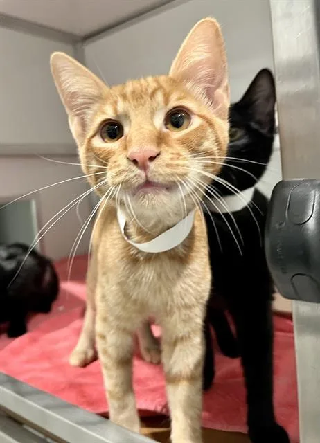 A baby small-sized male Domestic Short Hair cat named Nugget for adoption in San Francisco, CA