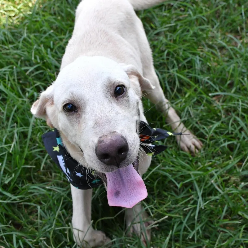 A young medium-sized male White / Cream Yellow Labrador Retriever dog named Pookie for adoption in Beaumont, TX