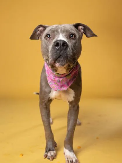 An adult large-sized female Pit Bull Terrier dog named Gluckie for adoption in Atlanta, GA