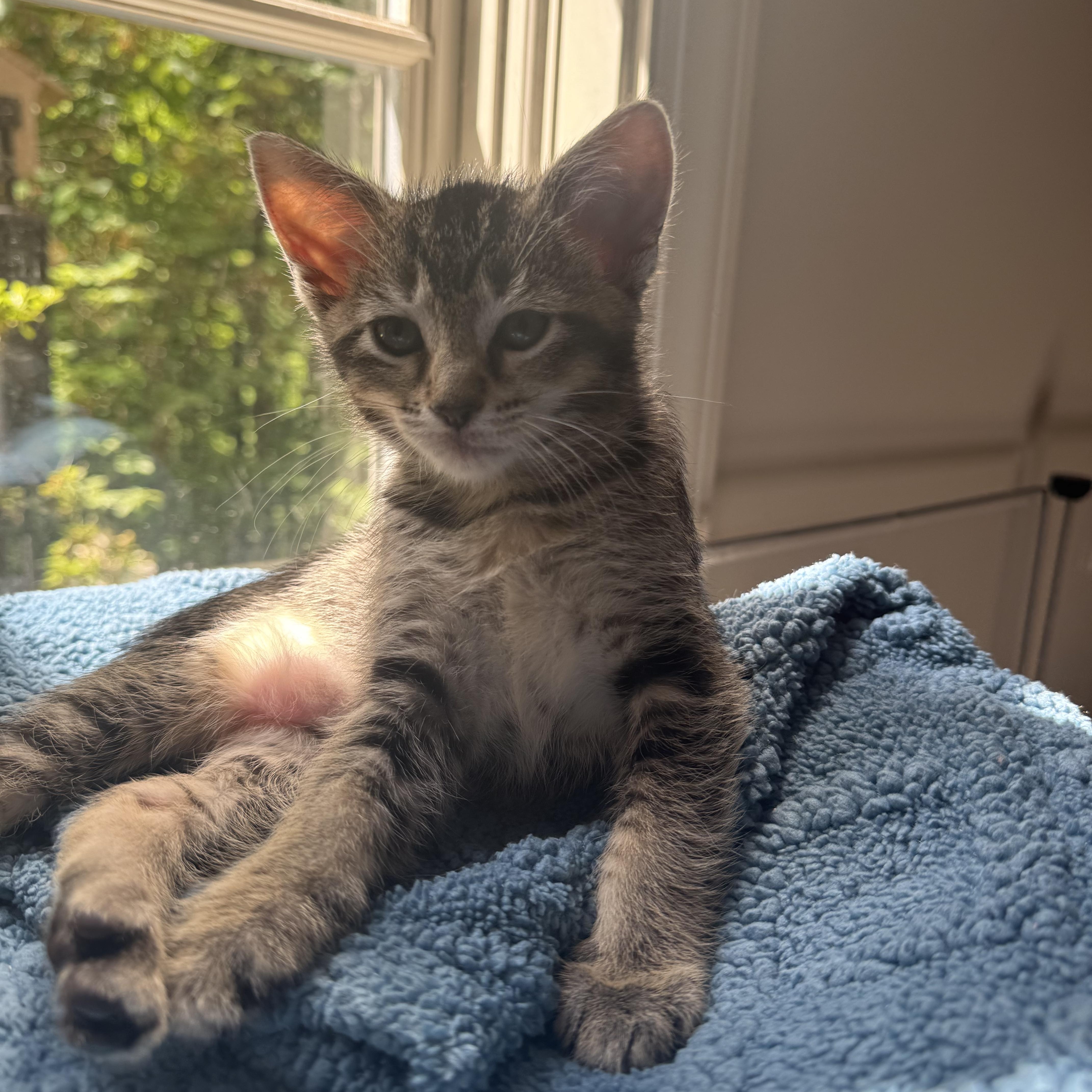 A baby medium-sized female Tabby (Gray / Blue / Silver) Domestic Short Hair cat named Sage for adoption in Tuscaloosa, AL