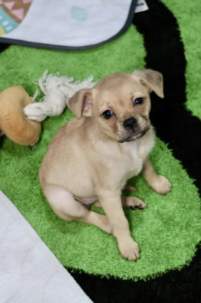 A baby small-sized female Pug dog named Zarly for adoption in TUCSON, AZ