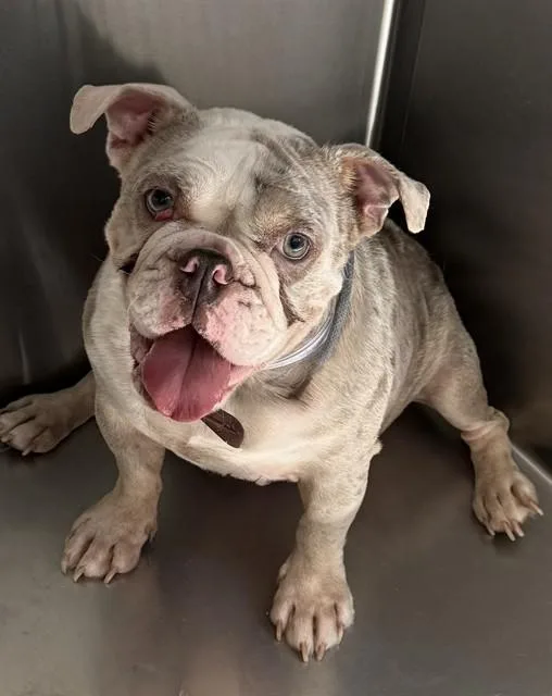 A young medium-sized female English Bulldog dog named Abitha for adoption in Lancaster, CA