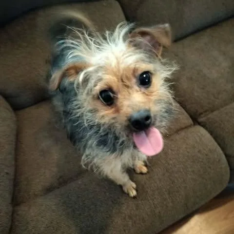 An adult small-sized male Bicolor Yorkshire Terrier dog named Caesar for adoption in Harlem, GA