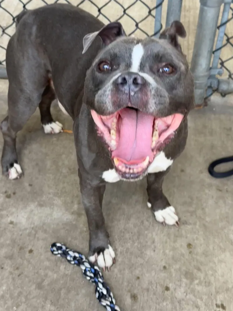 A senior medium-sized male Pit Bull Terrier dog named Cousteau for adoption in Chicago, IL