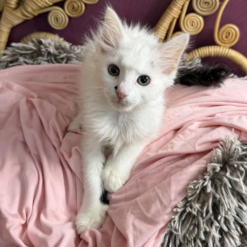 A baby medium-sized male White Domestic Long Hair cat named Zach for adoption in Chattanooga, TN