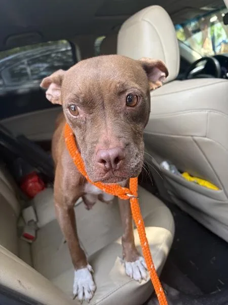 An adult medium-sized female Terrier dog named WiFi for adoption in Mobile, AL