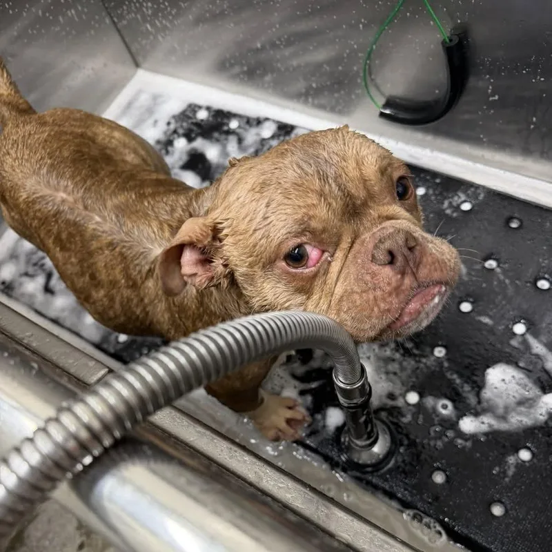 A young small-sized female Yellow / Tan / Blond / Fawn Bulldog dog named Wink for adoption in Columbus, OH