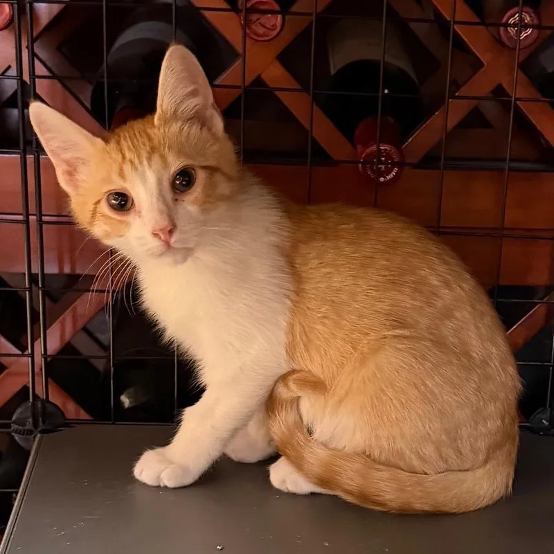 A baby small-sized male White Domestic Short Hair cat named Harry for adoption in Los Angeles, CA