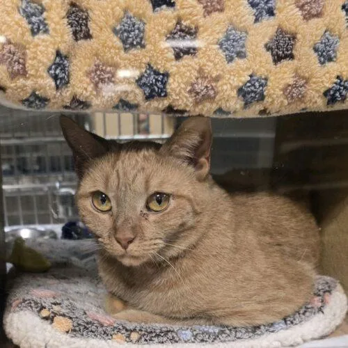An adult medium-sized female Tabby (Orange / Red) Domestic Short Hair cat named Sammie for adoption in Seven Valleys, PA