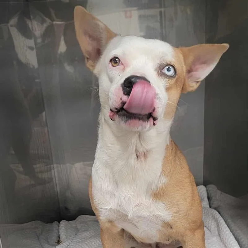 An adult medium-sized female Pit Bull Terrier dog named Duckie for adoption in Bastrop, TX