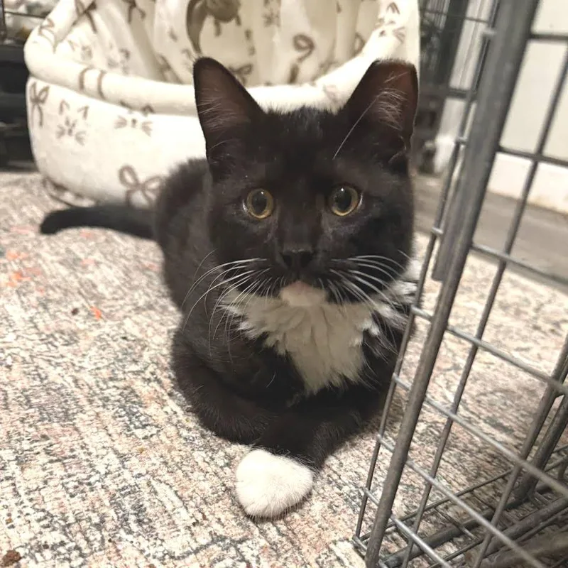 A young medium-sized male Black Domestic Short Hair cat named Jackson for adoption in Newport News, VA